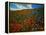 Colorful Field of Flowers-Gary Conner-Framed Premier Image Canvas