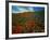 Colorful Field of Flowers-Gary Conner-Framed Photographic Print