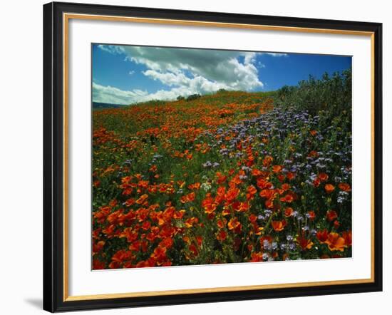 Colorful Field of Flowers-Gary Conner-Framed Photographic Print