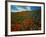 Colorful Field of Flowers-Gary Conner-Framed Photographic Print