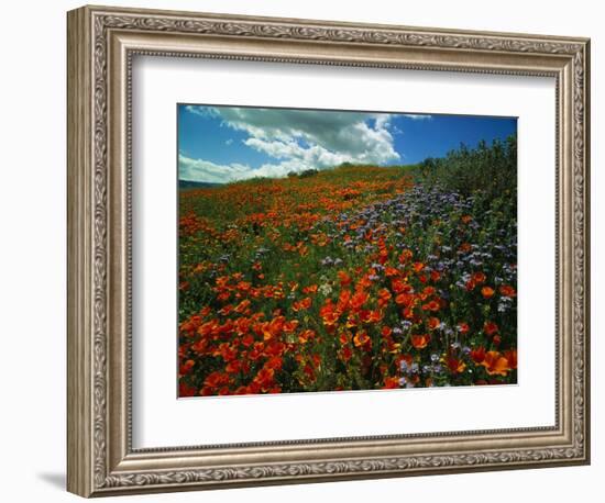 Colorful Field of Flowers-Gary Conner-Framed Photographic Print