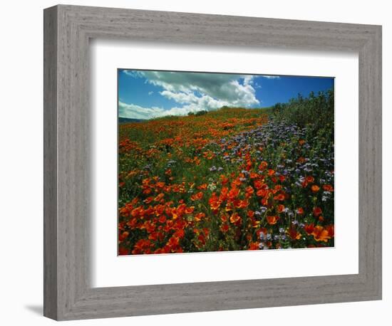 Colorful Field of Flowers-Gary Conner-Framed Photographic Print