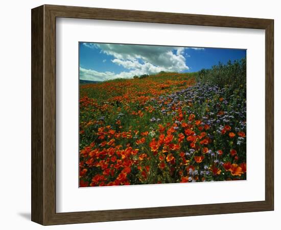 Colorful Field of Flowers-Gary Conner-Framed Photographic Print