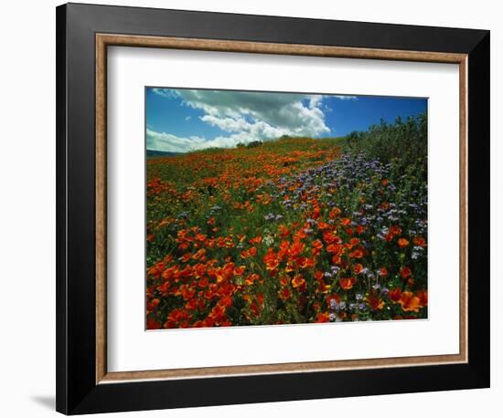 Colorful Field of Flowers-Gary Conner-Framed Photographic Print