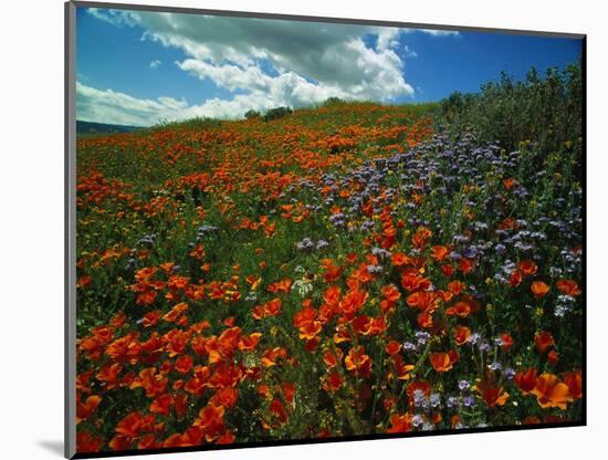 Colorful Field of Flowers-Gary Conner-Mounted Photographic Print