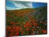 Colorful Field of Flowers-Gary Conner-Mounted Photographic Print