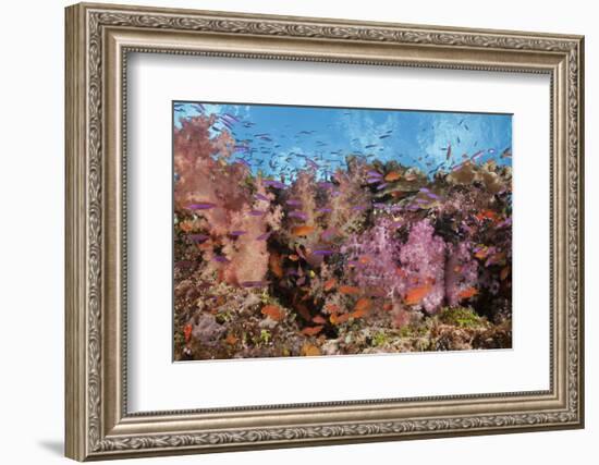 Colorful Fiji Coral Reef-Reinhard Dirscherl-Framed Photographic Print