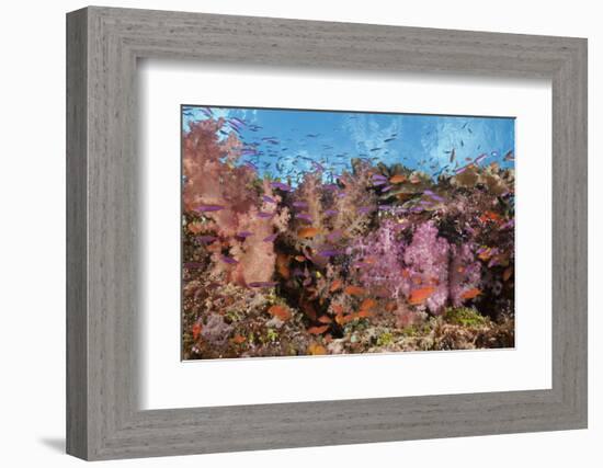 Colorful Fiji Coral Reef-Reinhard Dirscherl-Framed Photographic Print