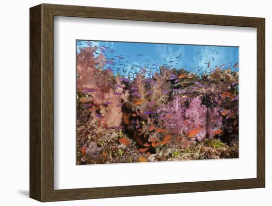 Colorful Fiji Coral Reef-Reinhard Dirscherl-Framed Photographic Print