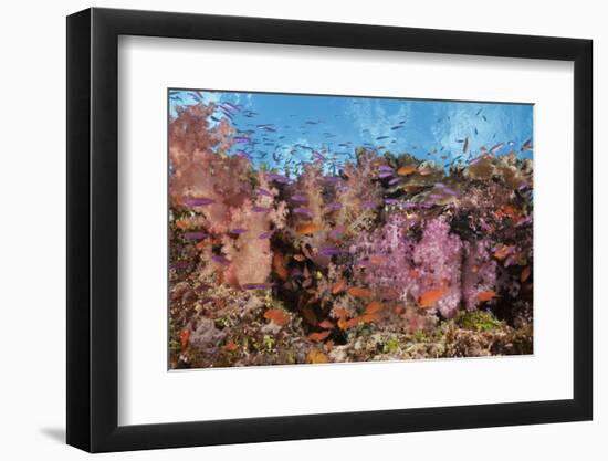 Colorful Fiji Coral Reef-Reinhard Dirscherl-Framed Photographic Print