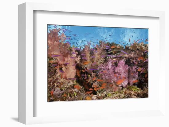 Colorful Fiji Coral Reef-Reinhard Dirscherl-Framed Photographic Print