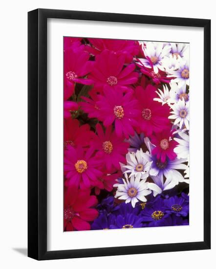 Colorful Flower Collection at Manitow Park Greenhouse, Spokane, Washington, USA-Brent Bergherm-Framed Photographic Print