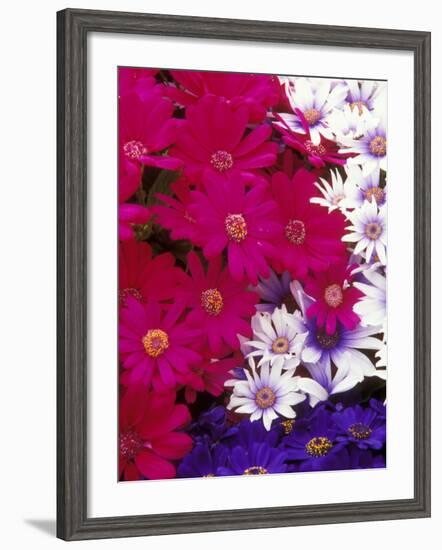 Colorful Flower Collection at Manitow Park Greenhouse, Spokane, Washington, USA-Brent Bergherm-Framed Photographic Print