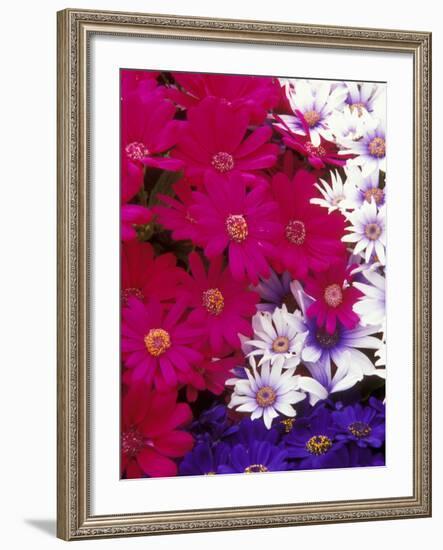 Colorful Flower Collection at Manitow Park Greenhouse, Spokane, Washington, USA-Brent Bergherm-Framed Photographic Print