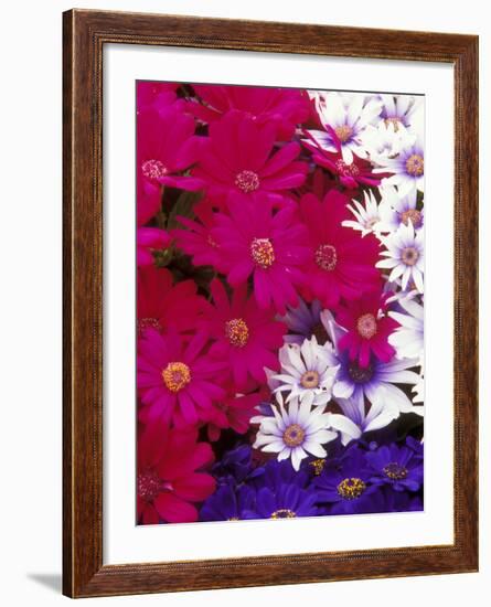 Colorful Flower Collection at Manitow Park Greenhouse, Spokane, Washington, USA-Brent Bergherm-Framed Photographic Print