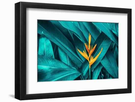 Colorful Flower on Dark Tropical Foliage Nature Background-null-Framed Photographic Print