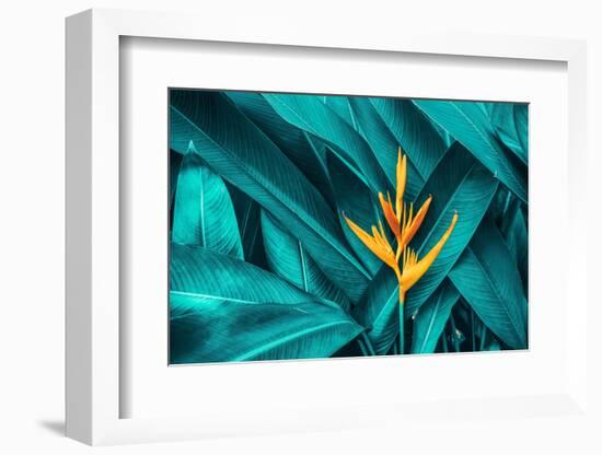 Colorful Flower on Dark Tropical Foliage Nature Background-null-Framed Photographic Print