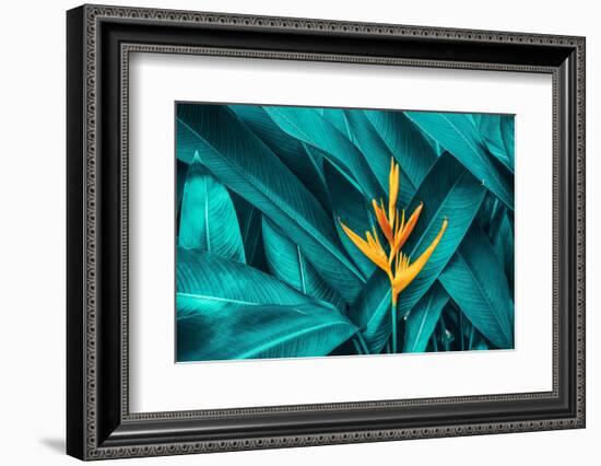 Colorful Flower on Dark Tropical Foliage Nature Background-null-Framed Photographic Print