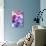 Colorful Flower Petal Closeup-maaram-Premium Giclee Print displayed on a wall