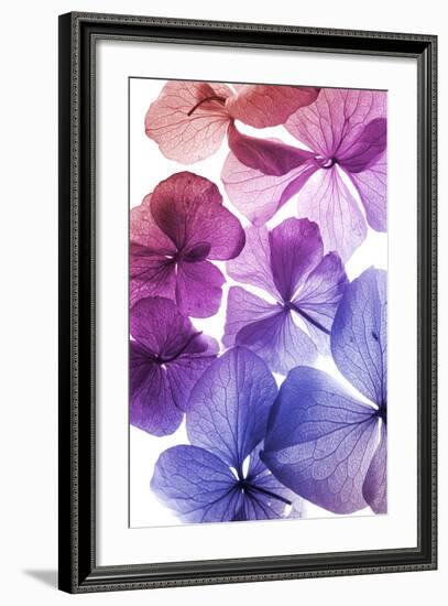 Colorful Flower Petal Closeup-maaram-Framed Art Print