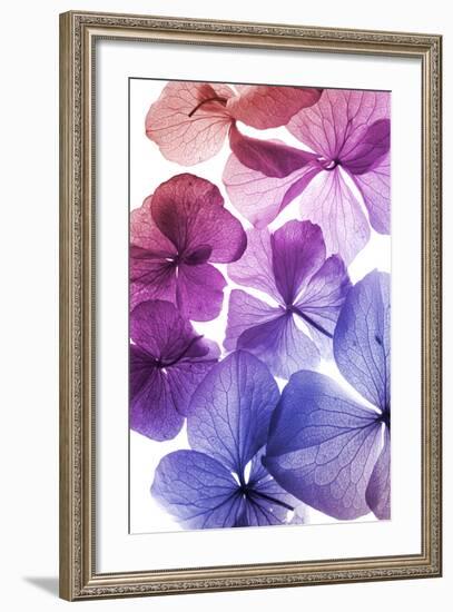Colorful Flower Petal Closeup-maaram-Framed Art Print