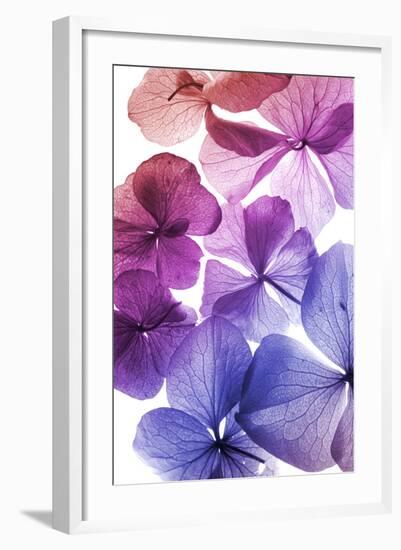 Colorful Flower Petal Closeup-maaram-Framed Art Print