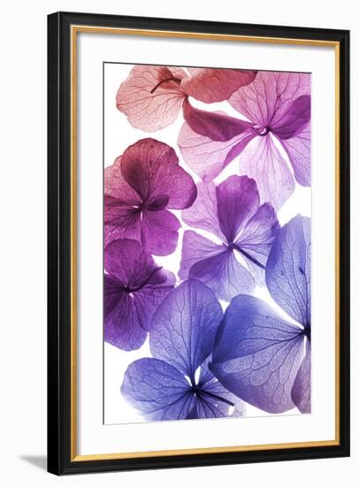 Colorful Flower Petal Closeup-maaram-Framed Art Print