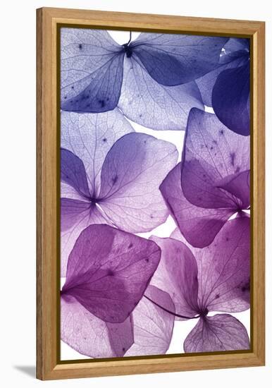 Colorful Flower Petal Closeup-maaram-Framed Stretched Canvas