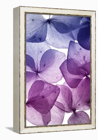 Colorful Flower Petal Closeup-maaram-Framed Stretched Canvas