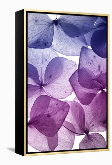 Colorful Flower Petal Closeup-maaram-Framed Stretched Canvas