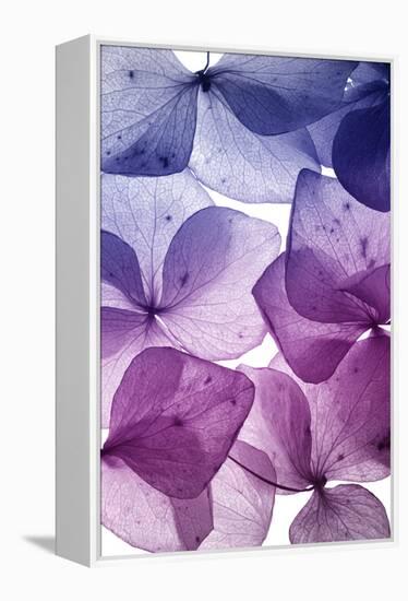 Colorful Flower Petal Closeup-maaram-Framed Stretched Canvas