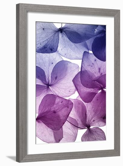 Colorful Flower Petal Closeup-maaram-Framed Premium Giclee Print