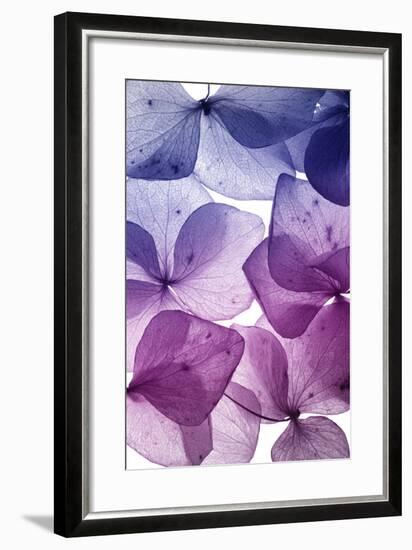 Colorful Flower Petal Closeup-maaram-Framed Premium Giclee Print