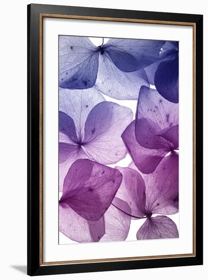 Colorful Flower Petal Closeup-maaram-Framed Premium Giclee Print