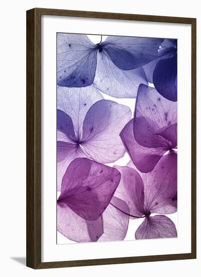 Colorful Flower Petal Closeup-maaram-Framed Premium Giclee Print