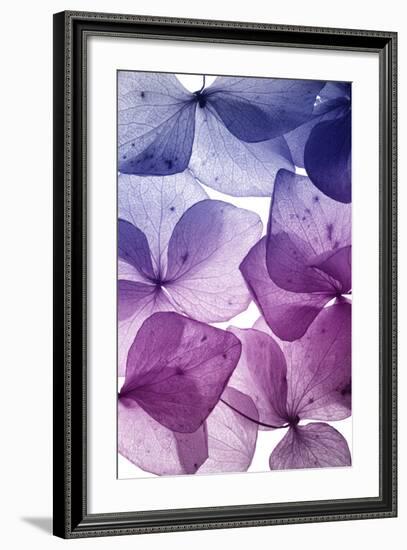 Colorful Flower Petal Closeup-maaram-Framed Art Print