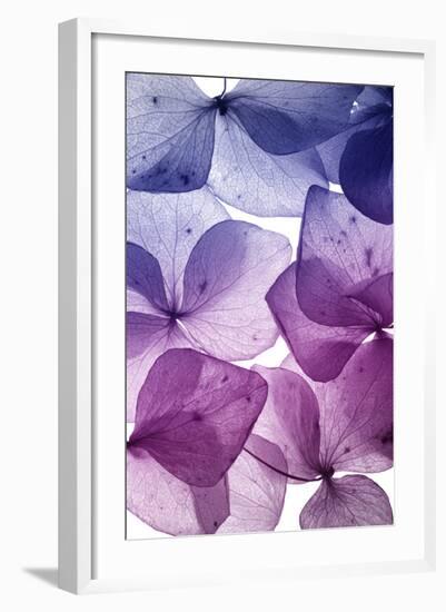 Colorful Flower Petal Closeup-maaram-Framed Art Print