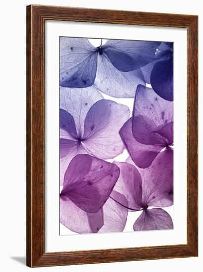 Colorful Flower Petal Closeup-maaram-Framed Art Print