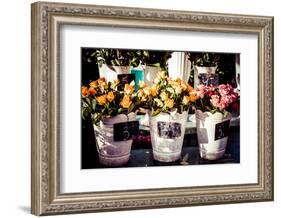 Colorful Flowers in A Flower Shop on A Market-Curioso Travel Photography-Framed Photographic Print