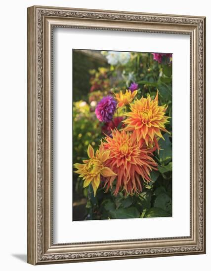 Colorful flowers in a garden on Vancouver Island, British Columbia, Canada.-Stuart Westmorland-Framed Photographic Print