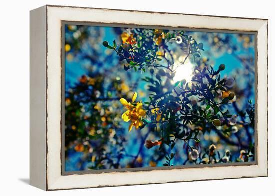 Colorful Flowers in Arizona-null-Framed Stretched Canvas