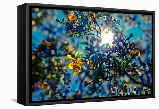 Colorful Flowers in Arizona-null-Framed Stretched Canvas