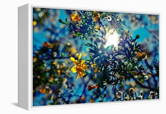 Colorful Flowers in Arizona-null-Framed Stretched Canvas