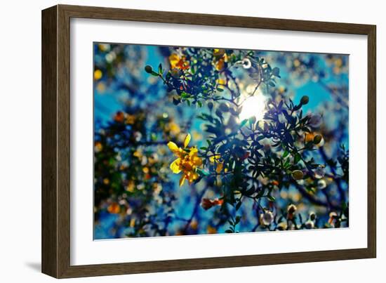 Colorful Flowers in Arizona-null-Framed Photo