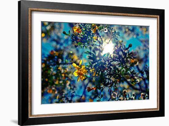 Colorful Flowers in Arizona-null-Framed Photo