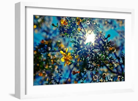 Colorful Flowers in Arizona-null-Framed Photo