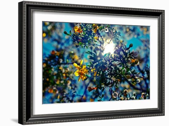 Colorful Flowers in Arizona-null-Framed Photo