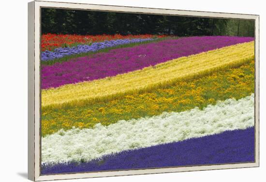 Colorful flowers in the lavender farm, Furano, Hokkaido Prefecture, Japan-Keren Su-Framed Premier Image Canvas