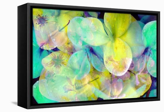 Colorful Fresh Modern Romantic Floral Montage of Orchids-Alaya Gadeh-Framed Premier Image Canvas