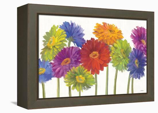 Colorful Gerbera Daisies-Carol Rowan-Framed Stretched Canvas